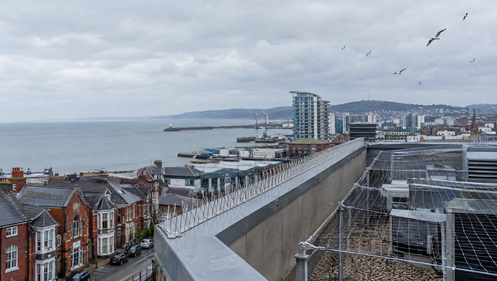 The Complete Guide to Bird and Roof Proofing for South Wales Properties