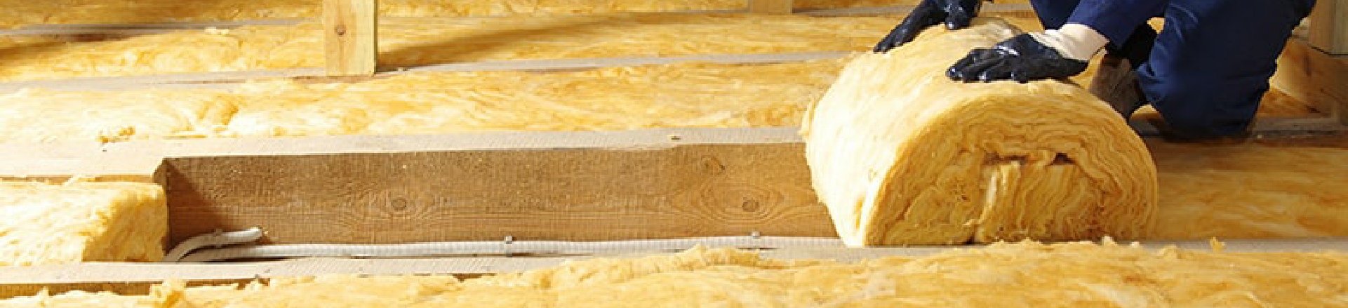 Macro Cockroach Pest and Property Solutions