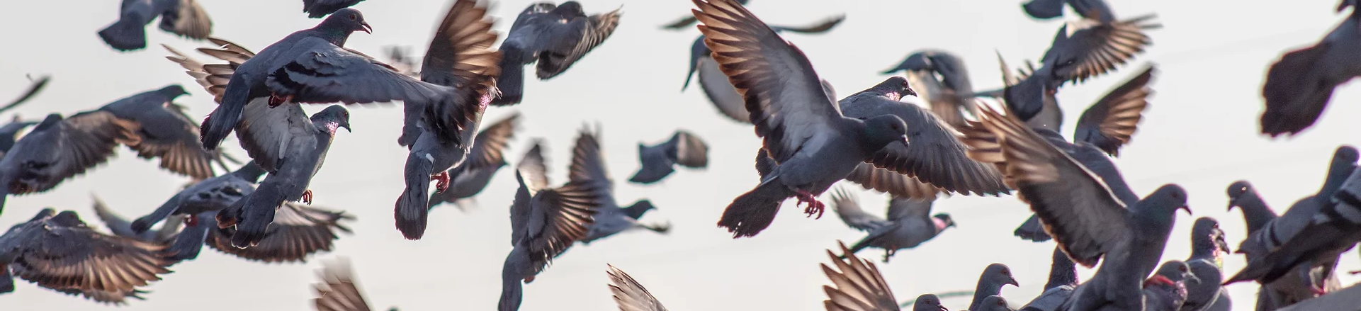 Macro Cockroach Pest and Property Solutions