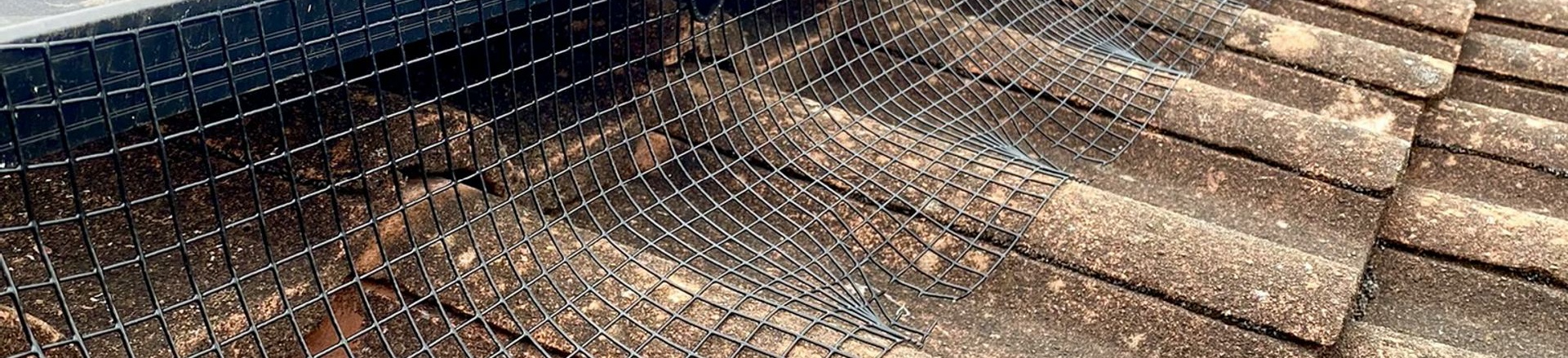 Macro Cockroach Pest and Property Solutions