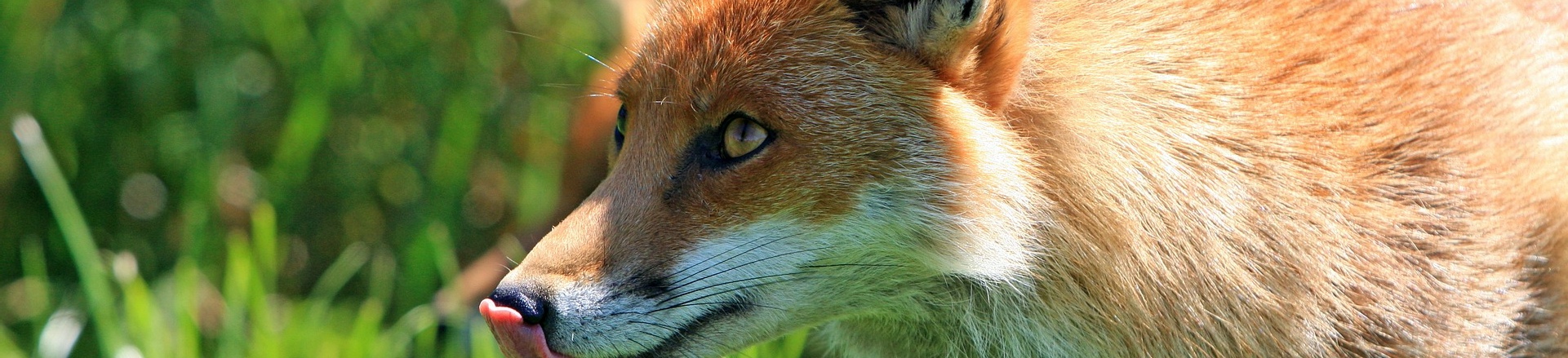 Macro Cockroach Pest and Property Solutions