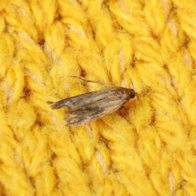 clothes moth