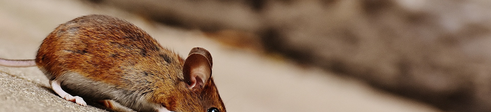 Macro Cockroach Pest and Property Solutions