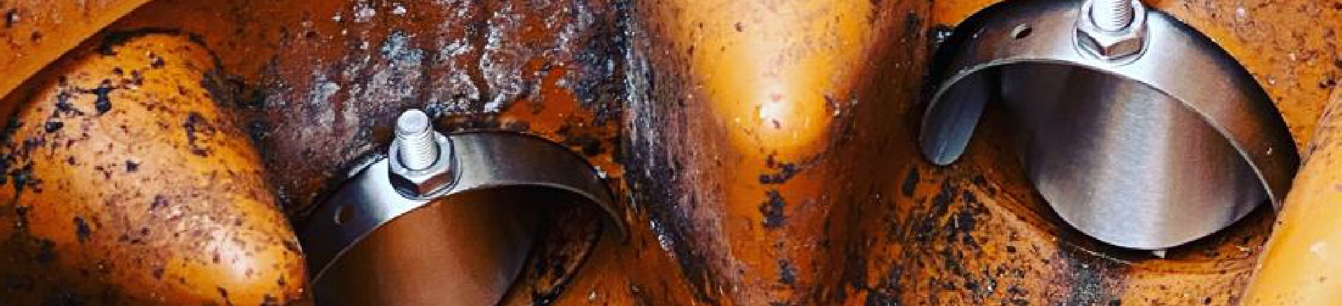 Macro Cockroach Pest and Property Solutions