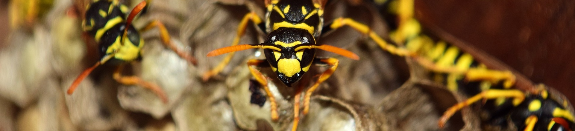 Macro Cockroach Pest and Property Solutions