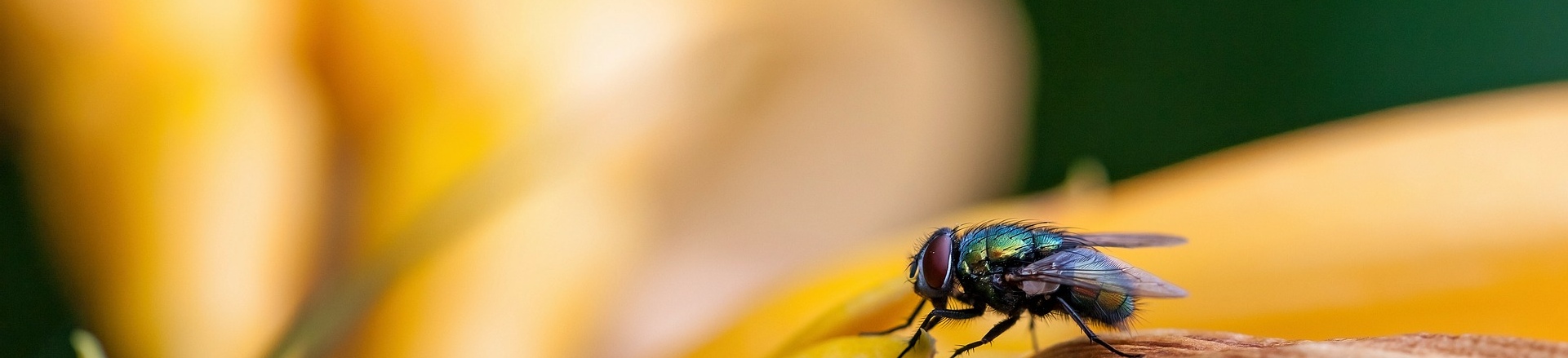 Macro Cockroach Pest and Property Solutions